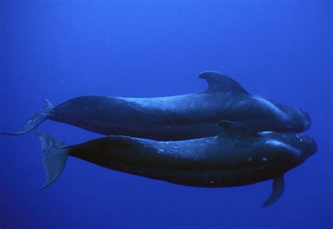 pilot whalw|pictures of pilot whales.